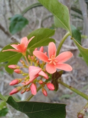 Jatropha nudicaulis