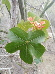 Jatropha nudicaulis