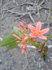 Jatropha nudicaulis