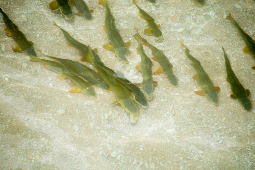 Flannelmouth sucker (Catostomus latipinnis) — Catostomidae