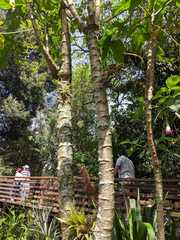 Vasconcellea × pentagona