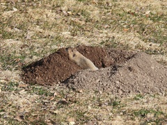 Thomomys bottae centralis