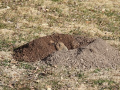 Thomomys bottae centralis