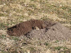 Thomomys bottae centralis