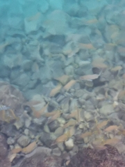 Haemulon flavolineatum