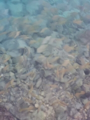 Haemulon flavolineatum