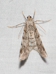Macaria multilineata