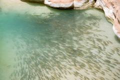 Catostomus latipinnis