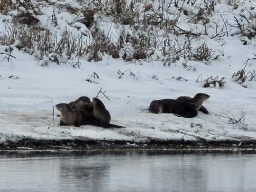 North American River Otter photographed in Missouri
