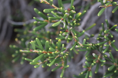 Hakea clavata