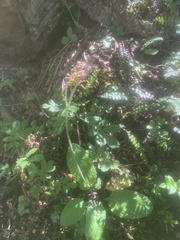 Adenocaulon chilense