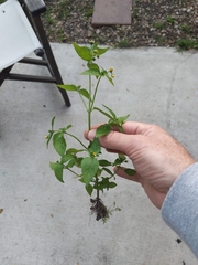 Galinsoga parviflora