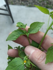 Galinsoga parviflora