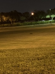 Urocyon cinereoargenteus