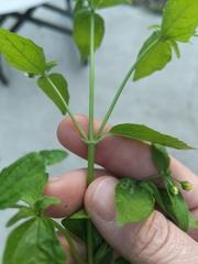 Galinsoga parviflora