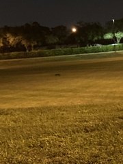 Urocyon cinereoargenteus