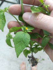 Galinsoga parviflora