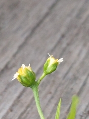 Galinsoga parviflora