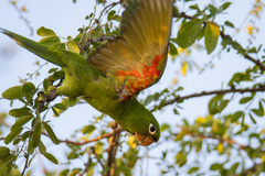 Psittacara chloropterus