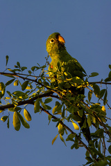 Psittacara chloropterus