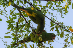 Psittacara chloropterus