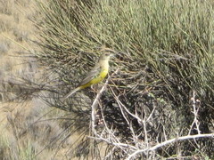 Emberiza melanocephala