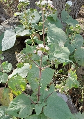 Ageratina viscosissima
