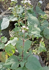 Ageratina viscosissima