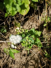 Ageratina viscosissima