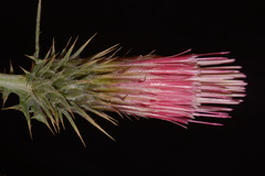 Cirsium arizonicum arizonicum