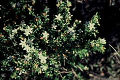 Philotheca angustifolia