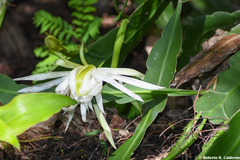 Epiphyllum hookeri