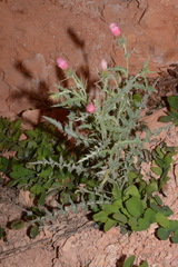 Cirsium arizonicum arizonicum