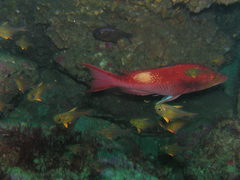 Bodianus unimaculatus