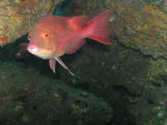 Bodianus unimaculatus