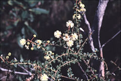 Acacia hubbardiana