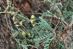 Pomaria jamesii