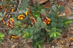 Eutaxia myrtifolia