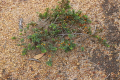 Eutaxia myrtifolia
