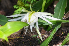 Epiphyllum hookeri
