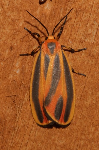 Painted Lichen Moth photo 3