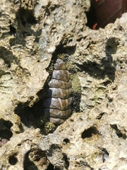 Acanthopleura