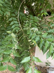 Azadirachta