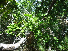 Vachellia choriophylla