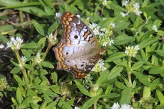 Anartia jatrophae