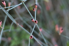 Ephedra pedunculata