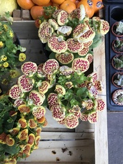 Calceolariaceae