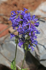 Penstemon procerus procerus