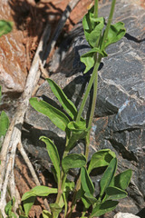 Penstemon procerus procerus