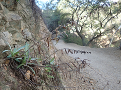 Stephanomeria cichoriacea
